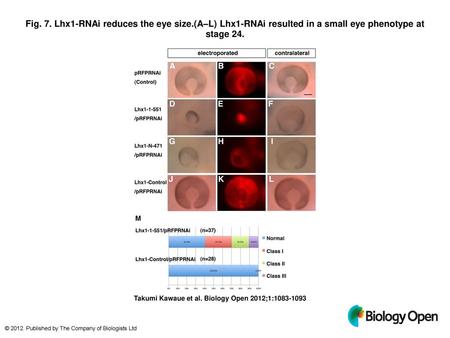 Fig. 7. Lhx1-RNAi reduces the eye size