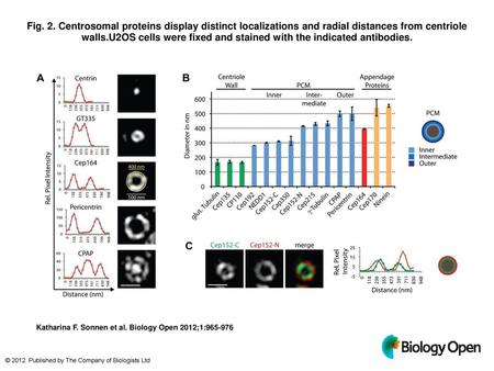 Fig. 2. Centrosomal proteins display distinct localizations and radial distances from centriole walls.U2OS cells were fixed and stained with the indicated.