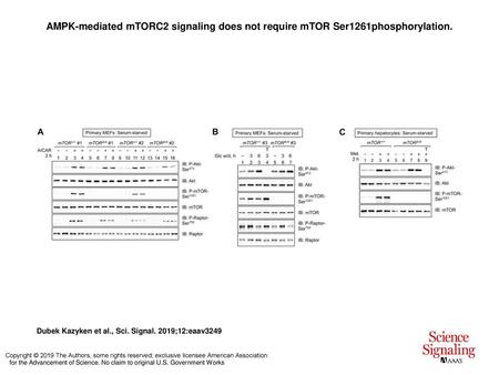 AMPK-mediated mTORC2 signaling does not require mTOR Ser1261phosphorylation. AMPK-mediated mTORC2 signaling does not require mTOR Ser1261phosphorylation.