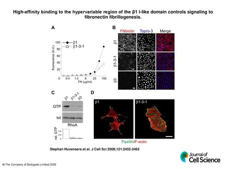 High-affinity binding to the hypervariable region of the β1 I-like domain controls signaling to fibronectin fibrillogenesis. High-affinity binding to the.