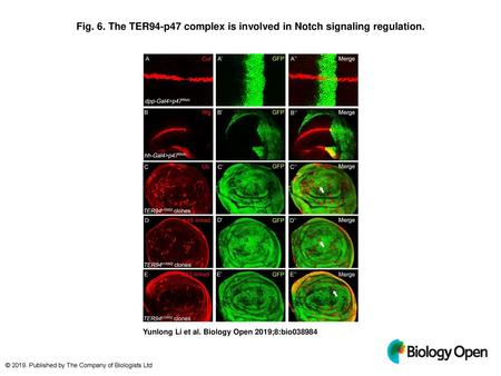 The TER94-p47 complex isinvolved in Notch signaling regulation