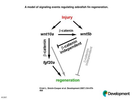 A model of signaling events regulating zebrafish fin regeneration.