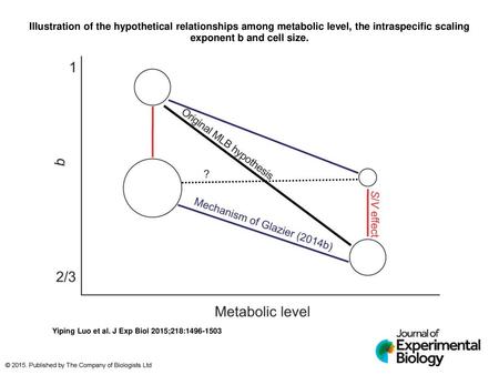 Illustration of the hypothetical relationships among metabolic level, the intraspecific scaling exponent b and cell size. Illustration of the hypothetical.