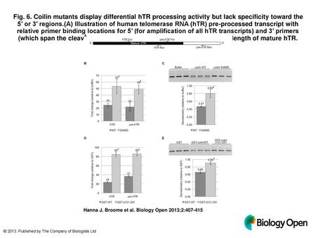 Fig. 6. Coilin mutants display differential hTR processing activity but lack specificity toward the 5′ or 3′ regions.(A) Illustration of human telomerase.