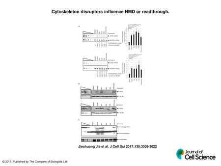 Cytoskeleton disruptors influence NMD or readthrough.