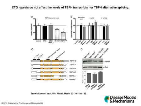 CTG repeats do not affect the levels of TBPH transcripts nor TBPH alternative splicing. CTG repeats do not affect the levels of TBPH transcripts nor TBPH.