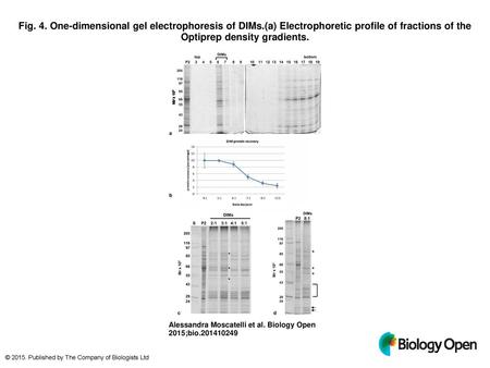 Fig. 4. One-dimensional gel electrophoresis of DIMs