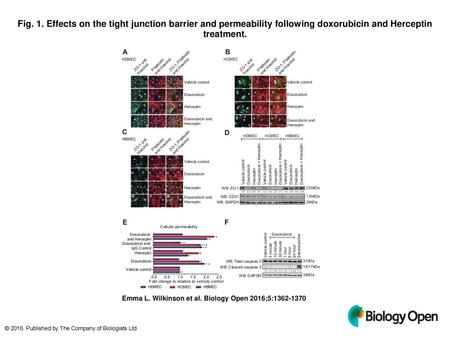 Fig. 1. Effects on the tight junction barrier and permeability following doxorubicin and Herceptin treatment. Effects on the tight junction barrier and.