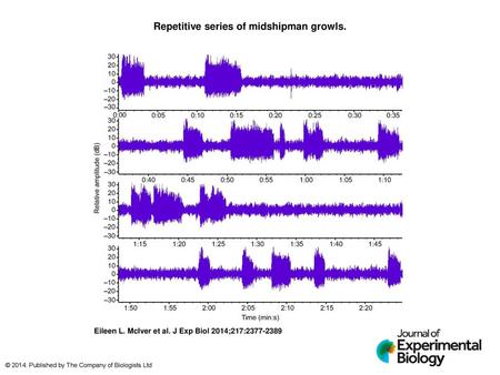 Repetitive series of midshipman growls.