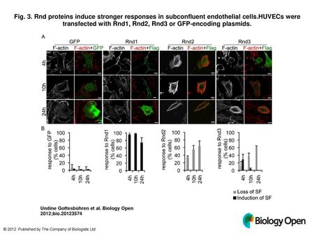 Fig. 3. Rnd proteins induce stronger responses in subconfluent endothelial cells.HUVECs were transfected with Rnd1, Rnd2, Rnd3 or GFP-encoding plasmids.