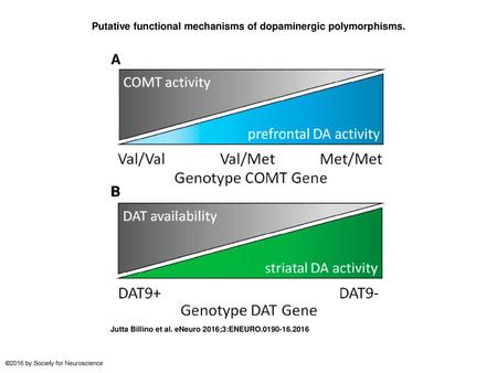 Putative functional mechanisms of dopaminergic polymorphisms.