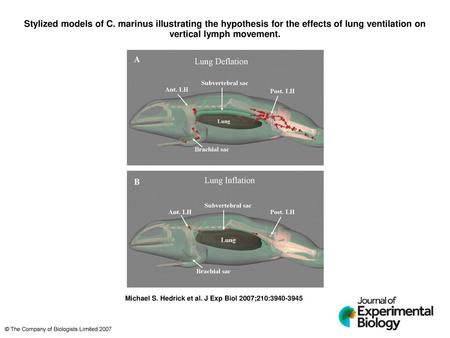 Stylized models of C. marinus illustrating the hypothesis for the effects of lung ventilation on vertical lymph movement. Stylized models of C. marinus.