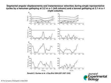 Segmental angular displacements and instantaneous velocities during single representative cycles by a hanuman galloping at 3.2 m s–1 (left column) and.