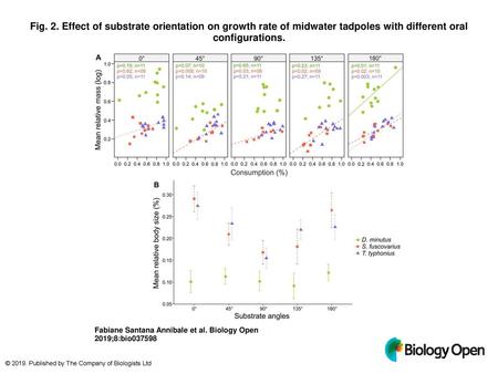 Fig. 2. Effect of substrate orientation on growth rate of midwater tadpoles with different oral configurations. Effect of substrate orientation on growth.