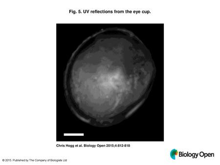 Fig. 5. UV reflections from the eye cup.