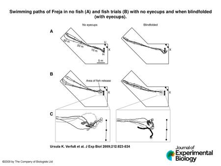 Swimming paths of Freja in no fish (A) and fish trials (B) with no eyecups and when blindfolded (with eyecups). Swimming paths of Freja in no fish (A)