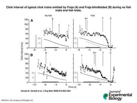 Click interval of typical click trains emitted by Freja (A) and Freja blindfolded (B) during no fish trials and fish trials. Click interval of typical.