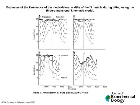 Estimates of the kinematics of the medio-lateral widths of the I3 muscle during biting using the three-dimensional kinematic model. Estimates of the kinematics.