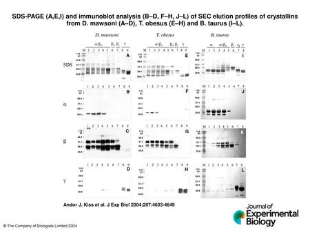 SDS-PAGE (A,E,I) and immunoblot analysis (B–D, F–H, J–L) of SEC elution profiles of crystallins from D. mawsoni (A–D), T. obesus (E–H) and B. taurus (I–L).