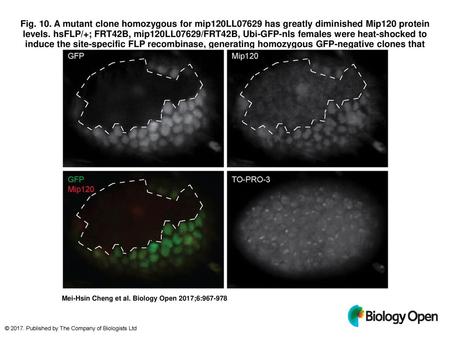 Fig. 10. A mutant clone homozygous for mip120LL07629 has greatly diminished Mip120 protein levels. hsFLP/+; FRT42B, mip120LL07629/FRT42B, Ubi-GFP-nls females.