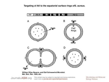 Targeting of Atl to the equatorial surface rings ofS. aureus.