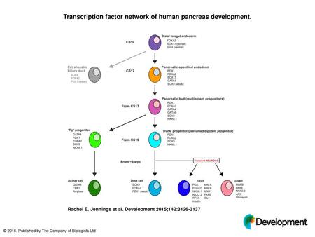 Transcription factor network of human pancreas development.