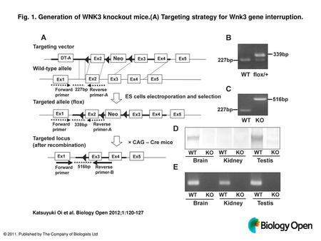 Fig. 1. Generation of WNK3 knockout mice