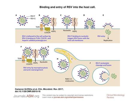 Binding and entry of RSV into the host cell.