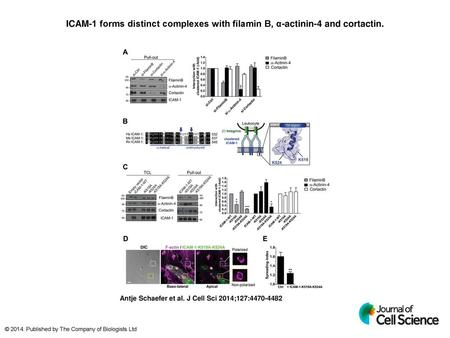 ICAM-1 forms distinct complexes with filamin B, α-actinin-4 and cortactin. ICAM-1 forms distinct complexes with filamin B, α-actinin-4 and cortactin. (A)