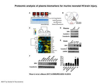 Proteomic analysis of plasma biomarkers for murine neonatal HI brain injury. Proteomic analysis of plasma biomarkers for murine neonatal HI brain injury.