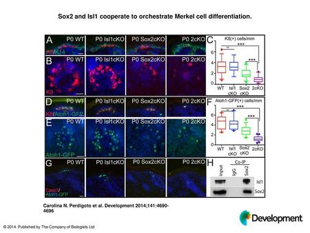 Sox2 and Isl1 cooperate to orchestrate Merkel cell differentiation.