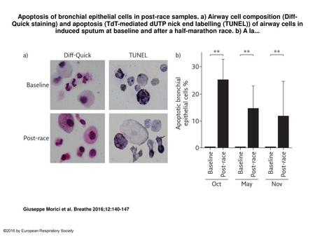 Apoptosis of bronchial epithelial cells in post-race samples