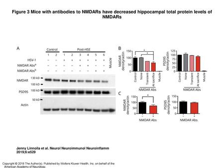 Figure 3 Mice with antibodies to NMDARs have decreased hippocampal total protein levels of NMDARs Mice with antibodies to NMDARs have decreased hippocampal.