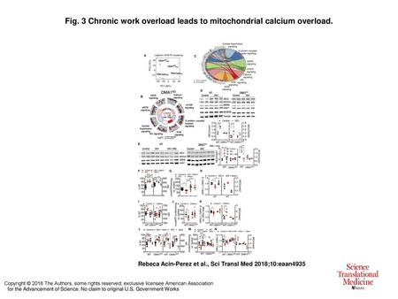 Fig. 3 Chronic work overload leads to mitochondrial calcium overload.