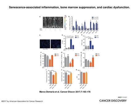 Senescence-associated inflammation, bone marrow suppression, and cardiac dysfunction. Senescence-associated inflammation, bone marrow suppression, and.