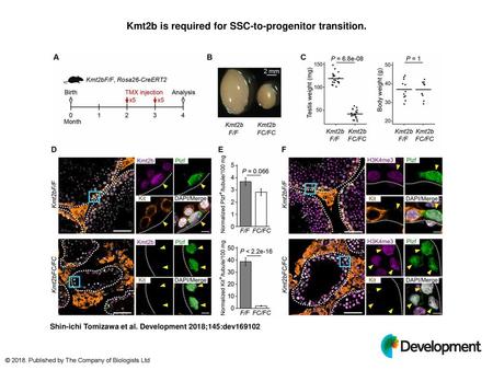 Kmt2b is required for SSC-to-progenitor transition.