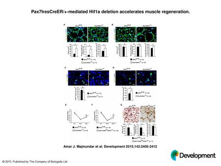 Pax7IresCreER/+-mediated Hif1a deletion accelerates muscle regeneration. Pax7IresCreER/+-mediated Hif1a deletion accelerates muscle regeneration. (A-D)