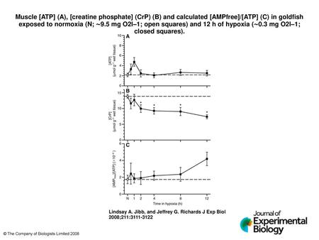 Muscle [ATP] (A), [creatine phosphate] (CrP) (B) and calculated [AMPfree]/[ATP] (C) in goldfish exposed to normoxia (N; ∼9.5 mg O2l–1; open squares) and.