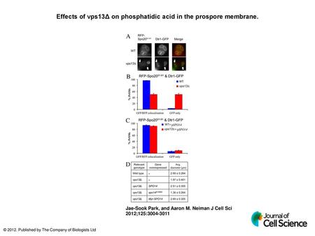 Effects of vps13Δ on phosphatidic acid in the prospore membrane.