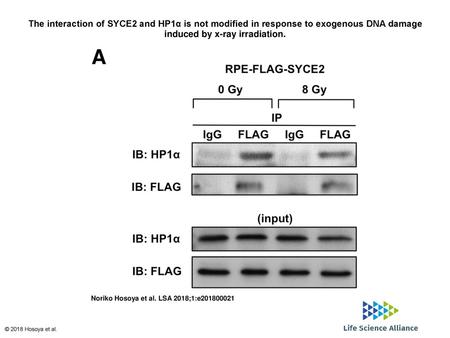 The interaction of SYCE2 and HP1α is not modified in response to exogenous DNA damage induced by x-ray irradiation. The interaction of SYCE2 and HP1α is.