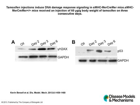 Tamoxifen injections induce DNA damage response signaling in αMHC-MerCreMer mice.αMHC-MerCreMer+/+ mice received an injection of 60 μg/g body weight of.