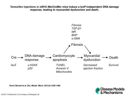 Tamoxifen injections in αMHC-MerCreMer mice induce a loxP-independent DNA damage response, leading to myocardial dysfunction and death. Tamoxifen injections.