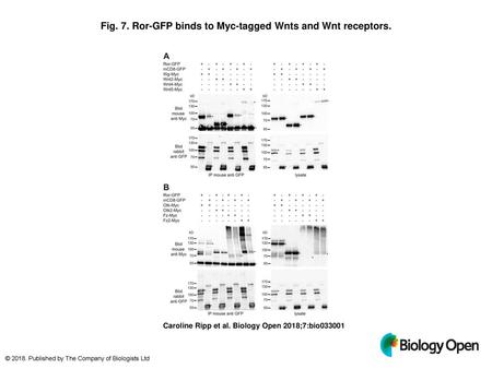 Fig. 7. Ror-GFP binds to Myc-tagged Wnts and Wnt receptors.