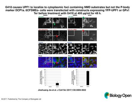 G418 causes UPF1 to localize to cytoplasmic foci containing NMD substrates but not the P-body marker DCP1a. 6CFSMEo- cells were transfected with constructs.