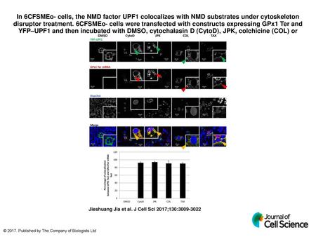 In 6CFSMEo- cells, the NMD factor UPF1 colocalizes with NMD substrates under cytoskeleton disruptor treatment. 6CFSMEo- cells were transfected with constructs.