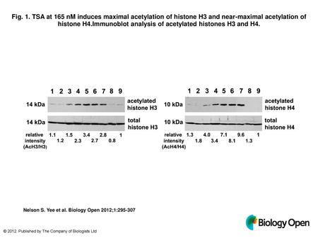 Fig. 1. TSA at 165 nM induces maximal acetylation of histone H3 and near-maximal acetylation of histone H4.Immunoblot analysis of acetylated histones H3.