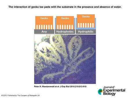 The interaction of gecko toe pads with the substrate in the presence and absence of water. The interaction of gecko toe pads with the substrate in the.