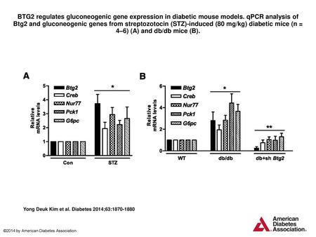 BTG2 regulates gluconeogenic gene expression in diabetic mouse models