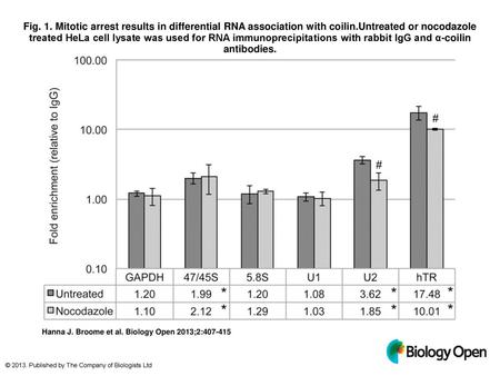 Fig. 1. Mitotic arrest results in differential RNA association with coilin.Untreated or nocodazole treated HeLa cell lysate was used for RNA immunoprecipitations.