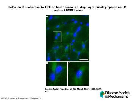 Detection of nuclear foci by FISH on frozen sections of diaphragm muscle prepared from 2-month-old DMSXL mice. Detection of nuclear foci by FISH on frozen.